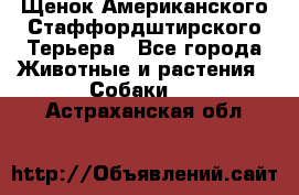 Щенок Американского Стаффордштирского Терьера - Все города Животные и растения » Собаки   . Астраханская обл.